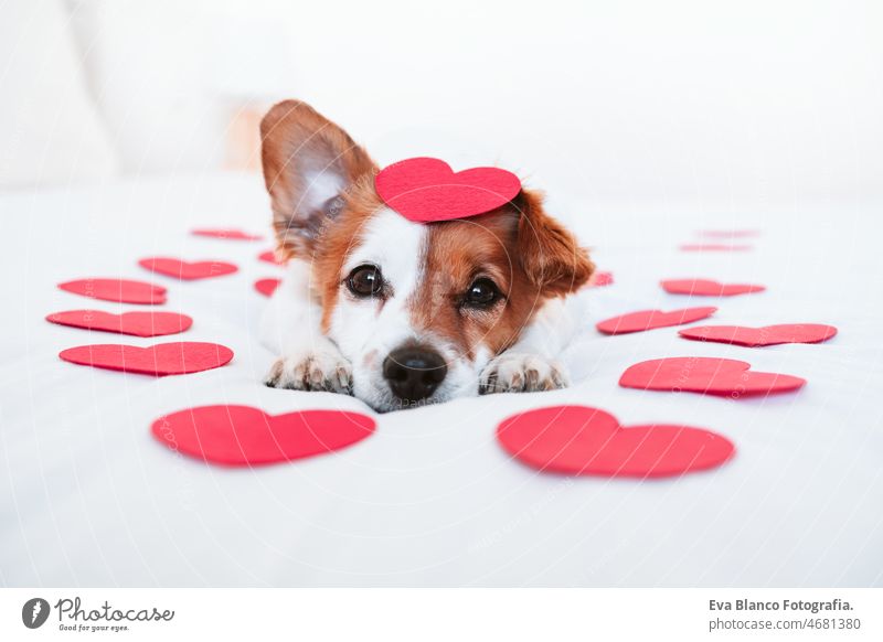 cute jack russell dog at home with red love roses and hearts, romance Valentines concept valentines balloon bed indoors adorable letter board small lovely doggy