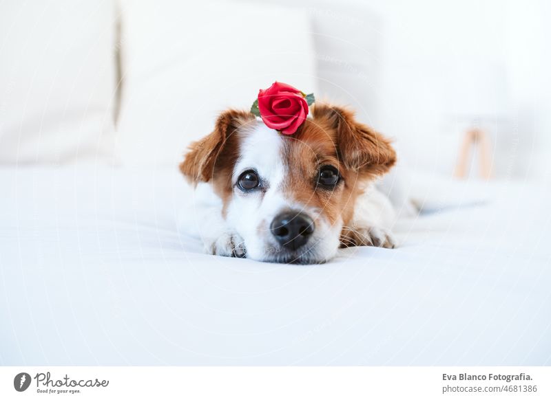 cute jack russell dog at home with red rose on head, romance Valentines concept valentines love balloon heart roses bed indoors adorable letter board small