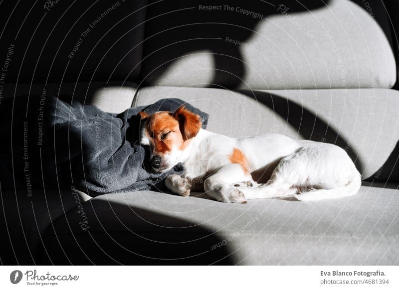 cute jack russell dog sleeping on sofa at home during sunny day. Relax indoors tired beautiful small face up fur portrait apartment breed puppy purebred funny