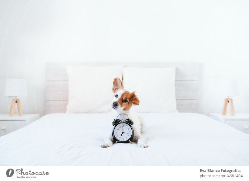 beautiful jack russell dog on bed at home. Alarm clock besides 7 am. Relax indoors, wake up alarm clock seven morning white sleeping tired cute small fur