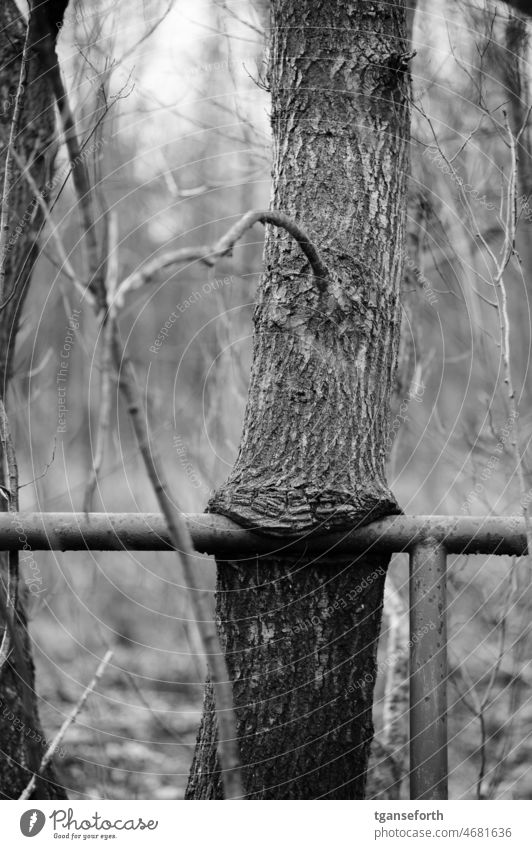 Iron Biter Tree Steel rail Reconquest by nature reconquest Eating Nature Stairs forsake sb./sth. ingrown Weathered Devour To feed