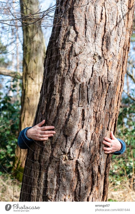 Tree cuddling | woman hugging a pine trunk forest bath Pine trunk Embrace Woman Tree hugs Nature Forest Tree therapy Tree meditation Exterior shot