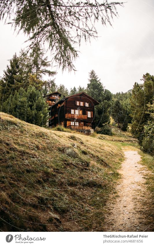 Chalte in the forest Chalet Switzerland Green Meadow Forest Alps valais Wooden hut Wooden house Lanes & trails