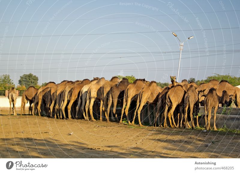 Camel asses! Environment Nature Animal Farm animal Pelt Group of animals Herd Sand To feed Stand Drinking Blue Brown Cable Tree Legs Ground Line Body