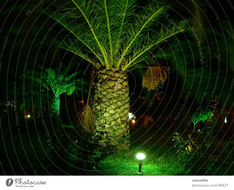 palm Palm tree Green Night Dark Vacation & Travel Greece Kos Black Light Lighting Floodlight