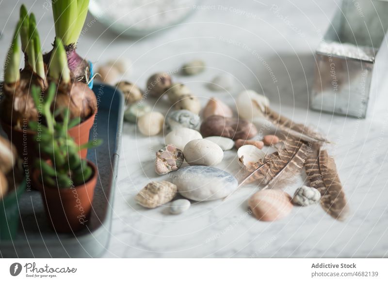 Pebbles and feathers on table with seedlings pebble decorative small pot plant flower stone marble decoration natural scatter design floral delicate flowerpot