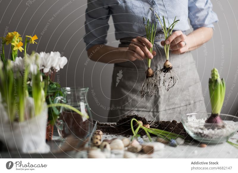 Crop woman planting flowers in pot at table seedling spring hyacinth gardener soil cultivate female horticulture potted glass fresh season natural grow growth