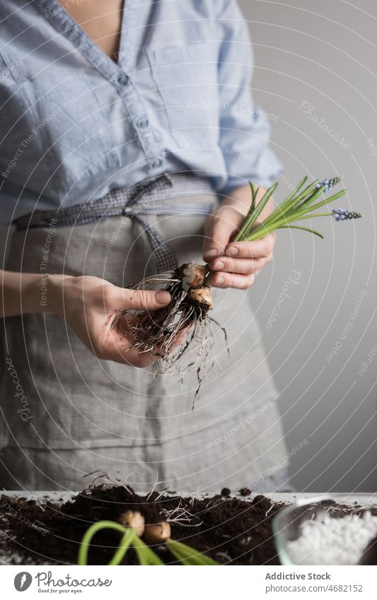 Crop woman planting flowers in pot bulb seedling spring hyacinth gardener soil cultivate female horticulture potted table glass fresh season natural grow growth