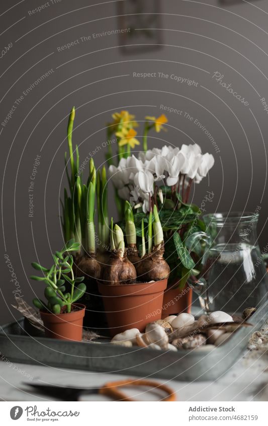 Assorted plants and flowers in pots on table spring seedling season narcissus cyclamen crassula potted bloom jug water tray flowerpot flora fresh growth green