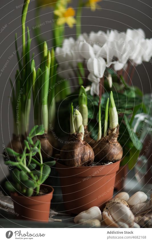 Assorted plants and flowers in pots on table spring seedling season narcissus cyclamen crassula potted bloom jug water tray flowerpot flora fresh growth green