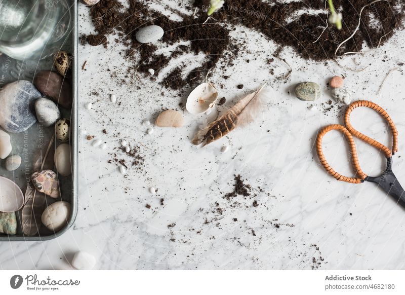 Decorative stones and seashells on tray near dirt decorative pebble assorted plant flower cyclamen potted feather creative bloom natural blossom flora spring