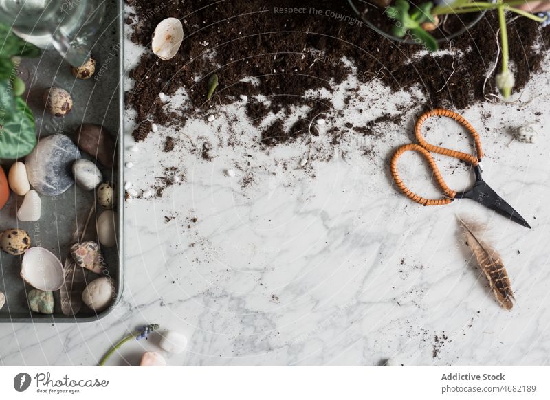 Decorative stones and seashells on tray near dirt decorative pebble assorted plant flower cyclamen potted feather creative bloom natural blossom flora spring