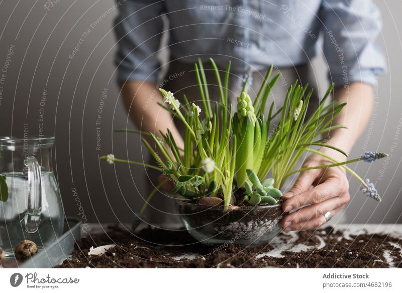 Crop woman planting flowers in pot at table seedling spring hyacinth gardener soil cultivate female horticulture potted glass fresh season natural grow growth