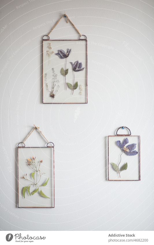 Dried flowers in glass frames on wall dried dry herbarium collection hang decoration design flora room floral set plant decorative delicate gentle style herbal