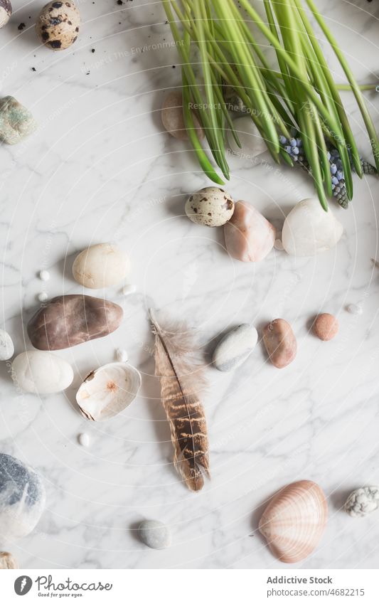 Pebbles and feathers on table with seedlings pebble decorative small flower hyacinth stone marble decoration natural scatter design floral delicate rock fresh