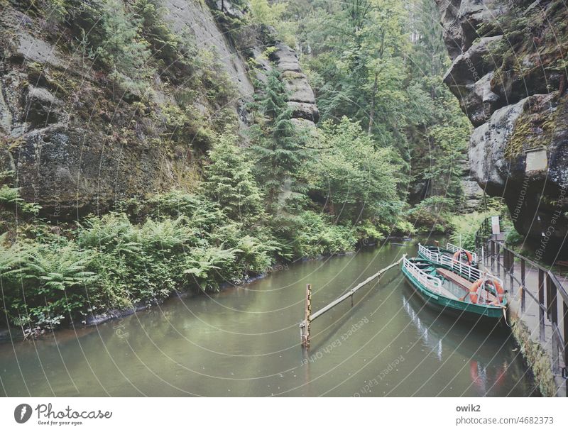 Turbid water Forest Idyll peacefully boat Calm Clearing Quaint Dark National Park Beautiful weather Saxon Switzerland Deserted Eastern Germany River course