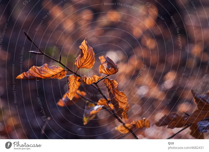 Curved autumn leaves in the play of lights Autumn leaves Autumnal colours light show flooded with light bubbles Bokeh background Exterior shot Colour photo