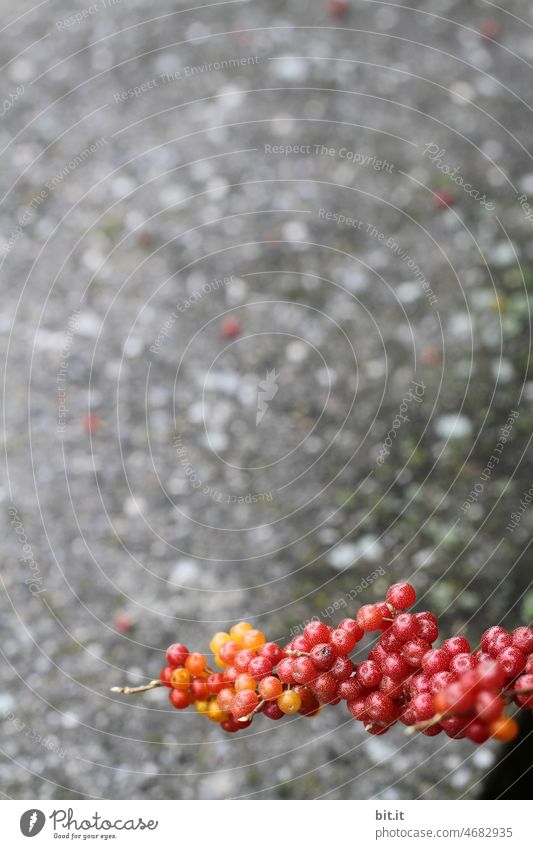 Dots color test l Berries Berry bushes Nature Plant Bushes Autumn Shallow depth of field Red Fruit Gray Orange Berry seed head Copy Space Concrete Street