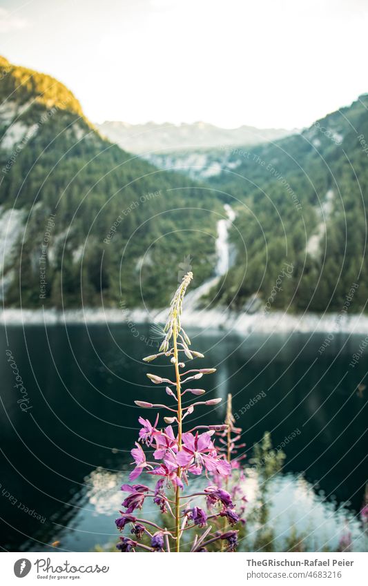 Flower in front of lake and mountain flowers Lake Forest Mountain Ticino Light Moody Sunset