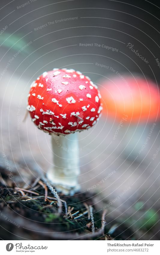 fly agaric Mushroom Amanita mushroom Red White Forest venomously attractive points Spotted texture details