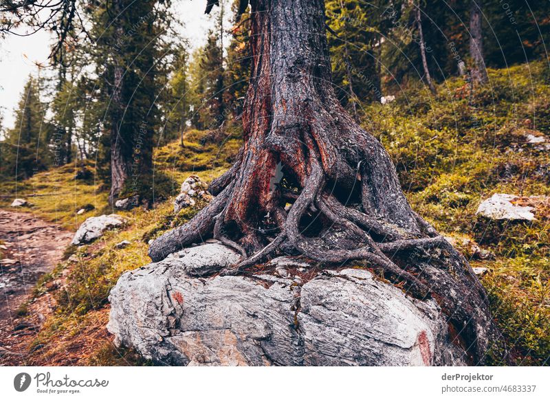Tree growing on stone on Croda da Lago in Dolomites Experiencing nature Willpower Passion Vacation & Travel Tourism Movement Central perspective Long shot