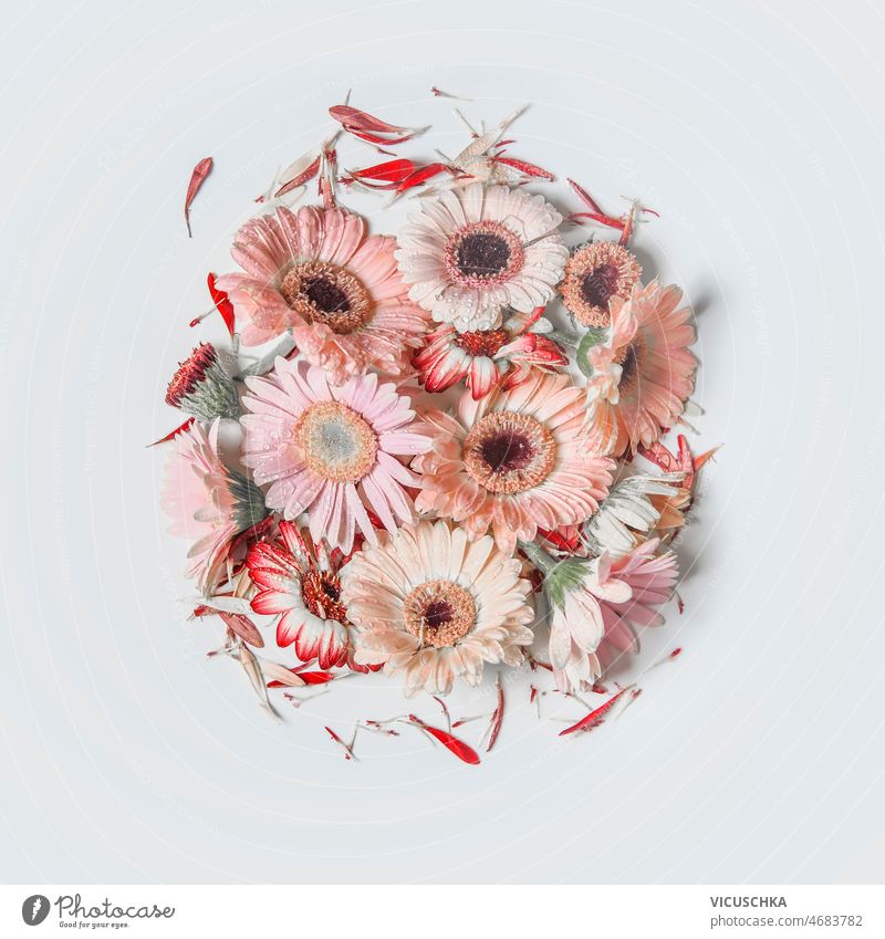 Pink pale flowers in circle shape at white background. pink beautiful garden bouquet flower heads top view arrangement blossom bouquet of flowers colored floral