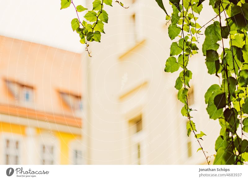 green tendrils from roof in front of house wall vine plants Town Vista leaves Old town Roof Green Facade Colour photo Deserted Exterior shot Wall (building)