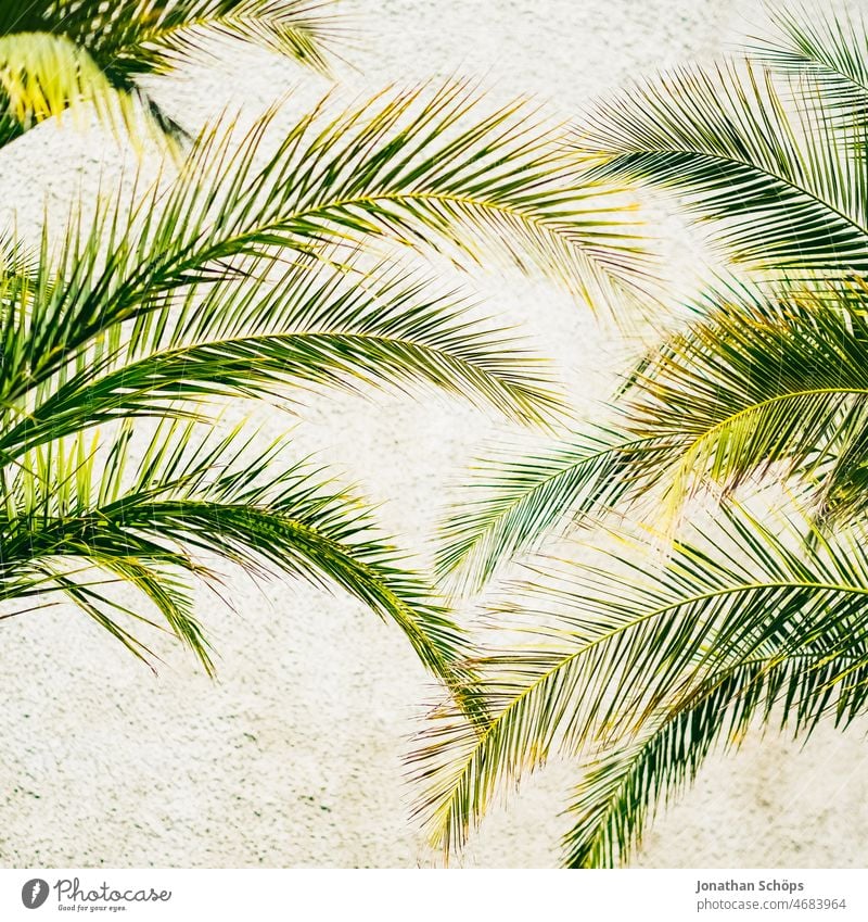Palm leaves in front of bright wall Palm tree palm leaves palm branch eternal life symbol symbolic Green Blue Sieg Joy Peace Passover Palm sunday Palm frond