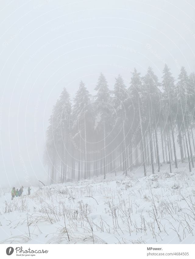 group in winter fog Winter Forest Snow clearing Nature Cold trees Landscape Exterior shot Winter forest Winter mood Winter's day Snowscape chill