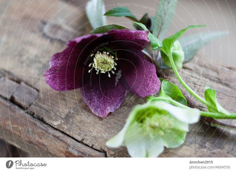 A purple Christmas rose lies next to a white Christmas rose - both lie on wood Winter Nature Flower Spring Garden Decoration romantic colourful Plant Wood