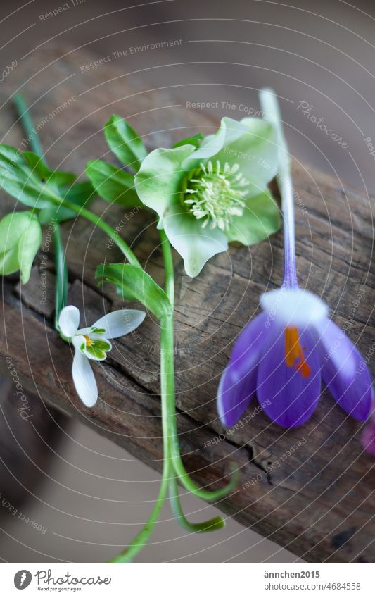 A snowdrop, a white Christmas rose and a purple crocus lie on wood flowers SlowFlower Colour photo Nature Blossom Plant Spring Green Summer White pretty Garden