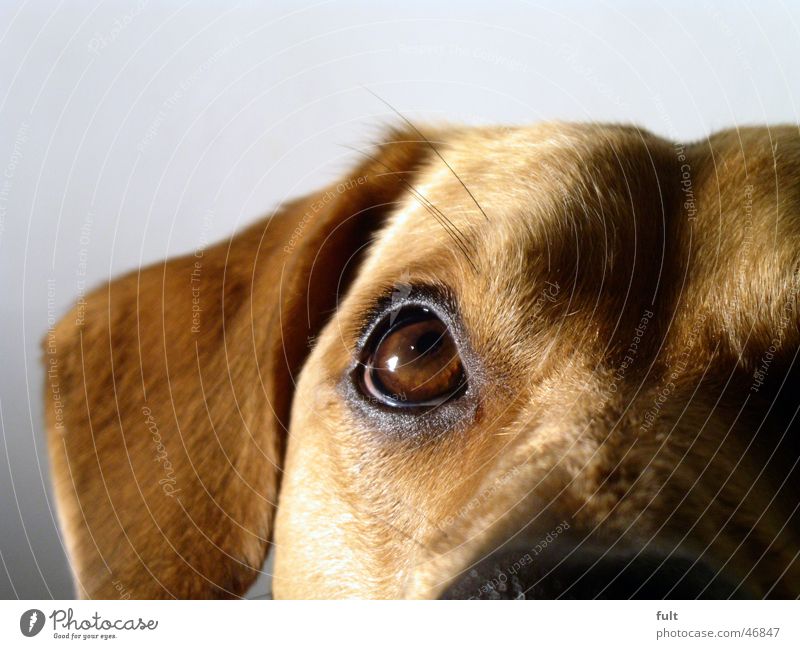 dog Dog Pelt Brown Animal Pet Macro (Extreme close-up) Looking Eyes Ear Hair and hairstyles Style eye skin domestic animal