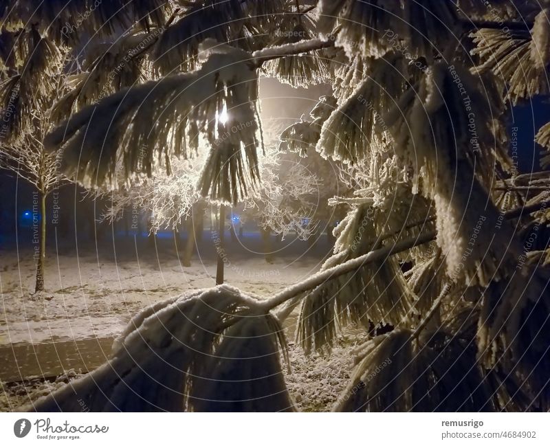 Fir branch covered in snow. Night scene. 2020 Romania Timisoara celebration christmas cold december decorative fir green holiday merry nature new park pine