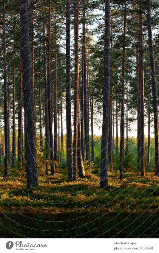 Pine Forest Nordic Evening Light Light (Natural Phenomenon) Tree Nature Sunlight Deserted Finland Finnish Scandinavia Landscape
