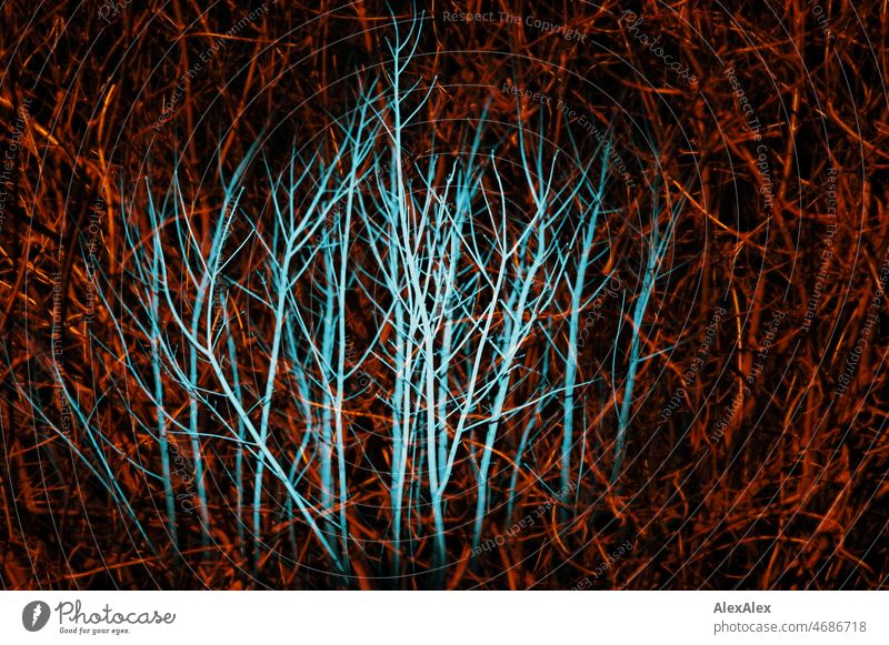 Red and light blue scrub illuminated with a sport at night - double exposure Night Dark Cold Double exposure Blue undergrowth branches twigs plants spot