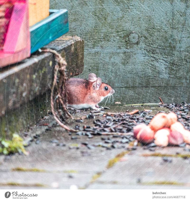 tea kettle | mouse To feed Feed House mouse Diminutive nuts wittily Animal portrait Animal face Colour photo Love of animals Cute Deserted Exterior shot
