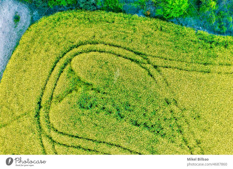 Aerial view of a rape cultivation with a flower blossom in a farmland in a rural area. aerial view colours farming oil drone colors countryside landscape fields
