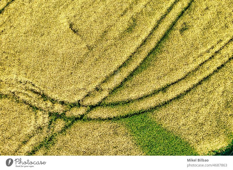 Aerial view of a rape cultivation with a flower blossom in a farmland in a rural area. aerial view colours farming oil drone colors countryside landscape fields
