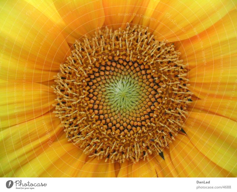 Sunflower Detail Flower Summer Macro (Extreme close-up)