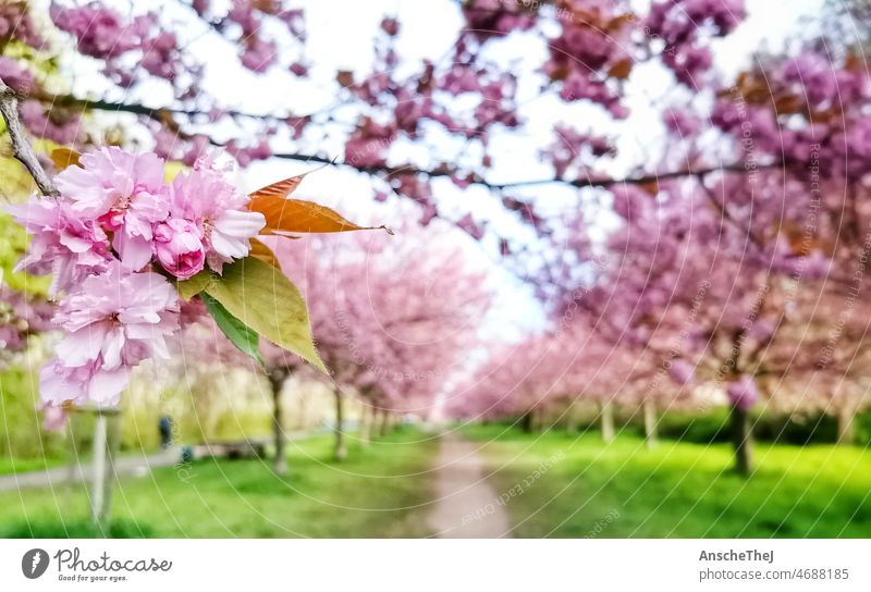 Cherry blossom in Berlin cherry blossom tree Spring Spring day Pink Cherry Blossom Avenue