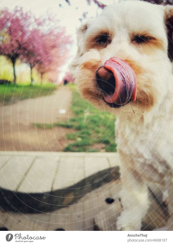 Dog in spring Cherry blossom Spring dog's nose dog's tongue Joy Sun Cherry trees Pink