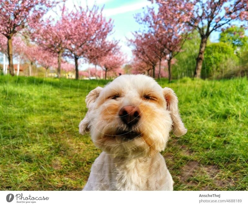 Dog in cherry blossom Spring Joy enjoyment Sun Cherry blossom spring Blossom Blossoming Pink