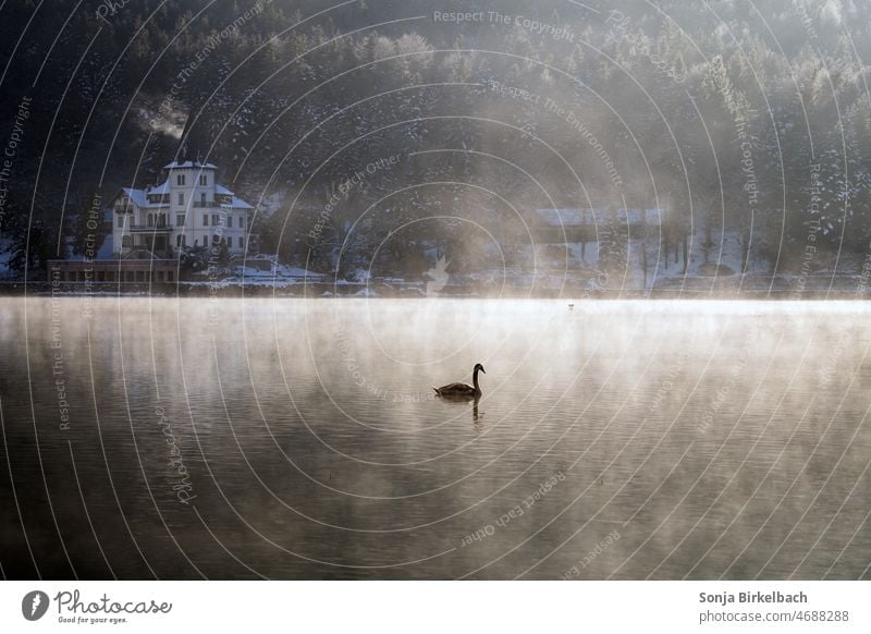 Swan in morning mist on Grundlsee lake in front of Villa Castiglione, Styria,Austria Lake Grundlsee Fog Morning fog Europe romantic Romance holidays vacation