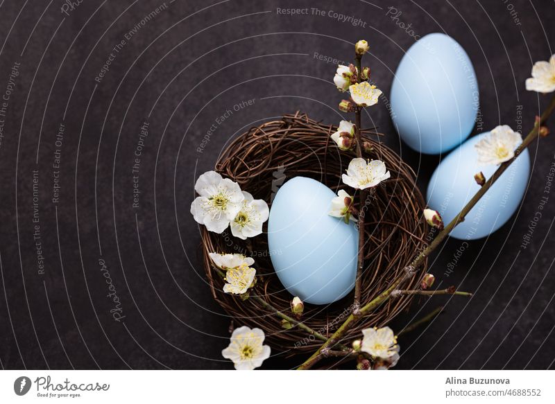 Stylish background with colorful easter eggs isolated on dark concrete background with blooming branches of sakura flowers. Flat lay, top view, mockup, overhead, template.