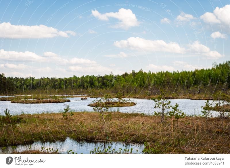 Flooded areas among the swamp and forest in the spring water nature landscape sky grass swampy still water blue lake tree outdoor environment background park