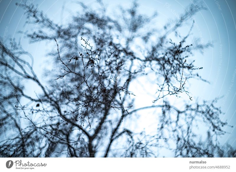 Flirr Tree branches Above Sky blurriness Leaf leafless Blue Gray dream mazy Muddled graphically Pattern Winter