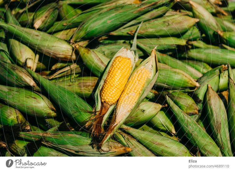 Many corn on the cob Corn cob Yellow Green Heap Nutrition Maize Vegetable Food Multiple