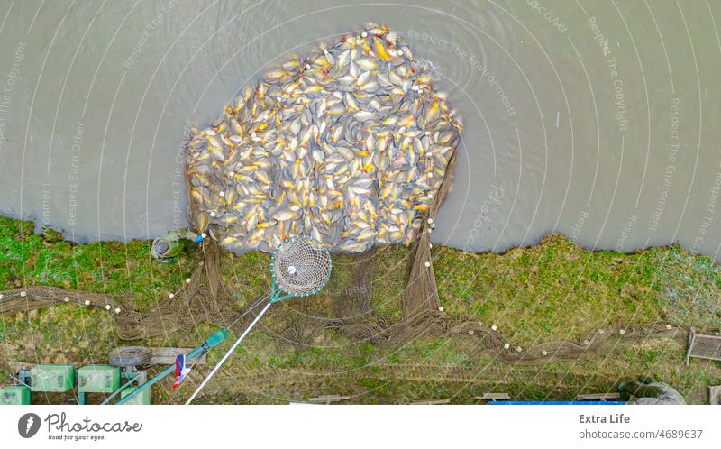 Above top view on harvesting carp fish from pond Agriculture Angling Aquaculture Ashore Bucket Bunch Carp Catch Coast Commercial Entrap Equipment Farm Farmer
