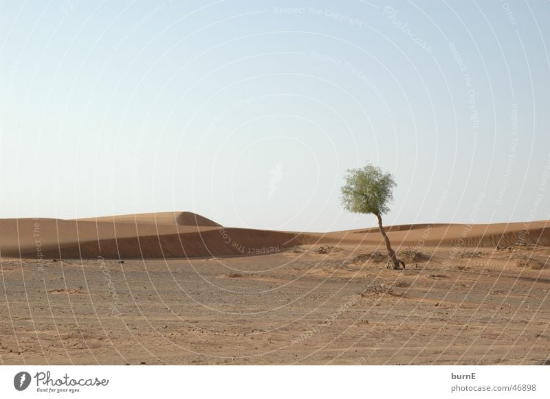 the desert lives Dubai Tree Small Light blue Loneliness Calm Individual Green Survive Exterior shot Landscape Desert arab emirates Far-off places Sand Sky