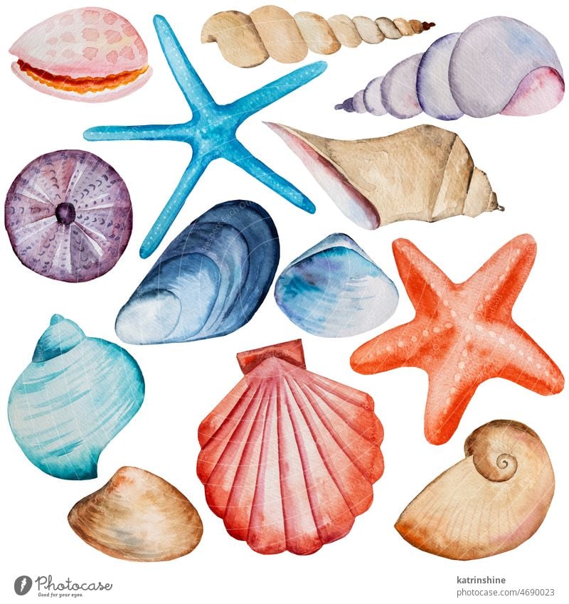 Set of hand drawn Watercolor seashells, starfishes and sea urchin